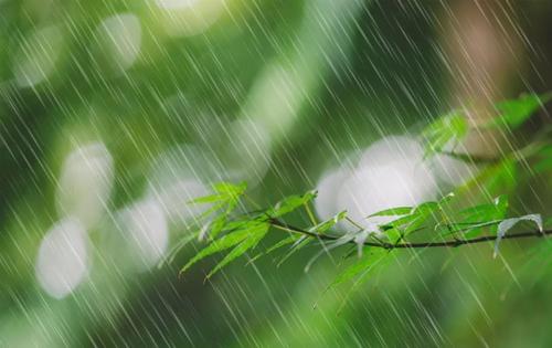 春天在这里时，春天的雨很多