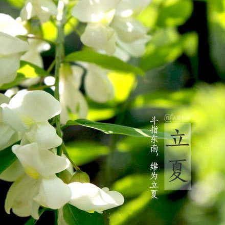 老人睡觉无情，看孩子们抓柳花