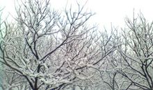 忽如一夜春风来，千树万树梨花开