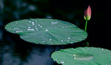 荷风送香气，竹露滴清响