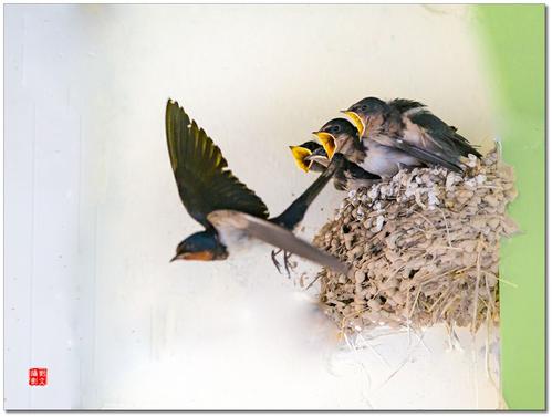 Sieri是一个Bulliant的一天，福利很高。