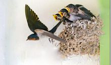 思尔为雏日，高飞背母时。