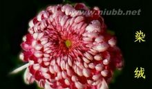 满园花菊郁金黄，中有孤丛色似霜