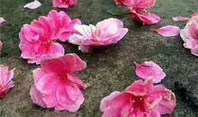 落红不是无情物，化作春泥更护花