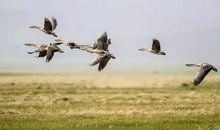 雁声远过潇湘去，十二楼中月自明。