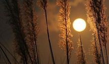 渌水净素月，月明白鹭飞。