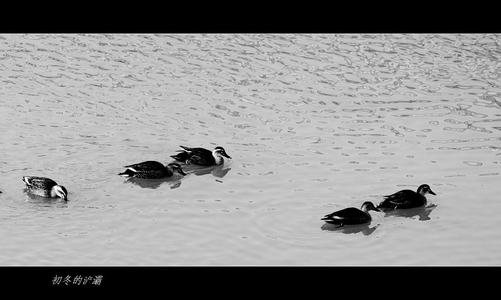 灞灞风风，晚，鹅频率。