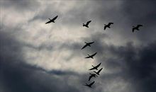 暮雨忽来鸿雁杳，莽关山、一派秋声里。