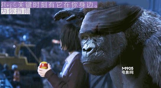 “大明猪”观点_1200字