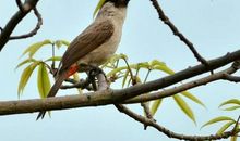 燕子衔将春色去，纱窗几阵黄梅雨。