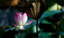 雨声飕飕催早寒，胡雁翅湿高飞难。