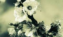 无可奈何花落去，似曾相识燕归来