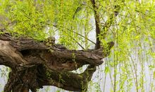 一树春风千万枝，嫩于金色软于丝