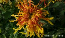 雨荒深院菊，霜倒半池莲