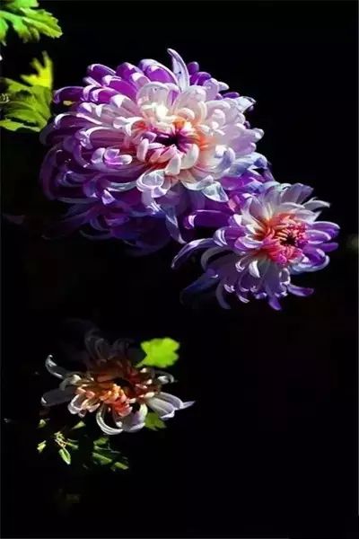 这不是一朵偏见的花朵，这朵花更自由。