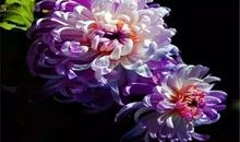 不是花中偏爱菊，此花开尽更无花