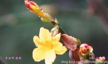 雨中随想_1000字