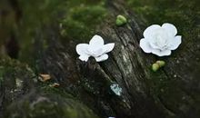 清浅岁月[一]_3000字