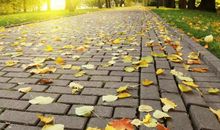 我，踏着落叶走来_650字