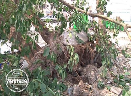 true是_650字周围的树