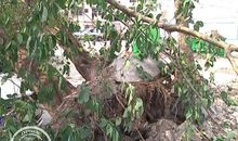 真是身边的树_650字