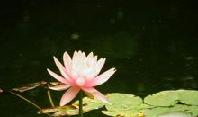 芰荷迭映蔚，蒲稗相因依