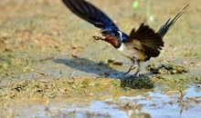 几处早莺争暖树，谁家新燕啄春泥