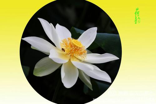 莲花叶裙，芙蓉在脸部两侧打开