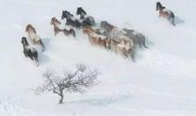 草枯鹰眼疾，雪尽马蹄轻