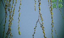 碧玉妆成一树高，万条垂下绿丝绦