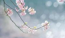 余香萦绕，世间芬芳_600字