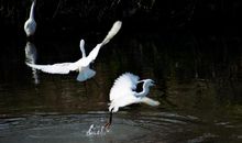 花开红树乱莺啼，草长平湖白鹭飞