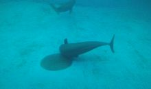 江豚吹浪立，沙鸟得鱼闲。