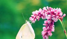 留连戏蝶时时舞，自在娇莺恰恰啼