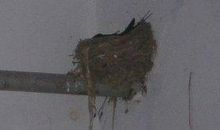 旧时燕子还飞否？今古不胜情。