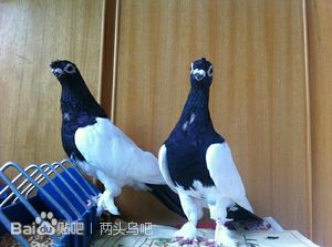 人们分散后，黑鸟在西部。