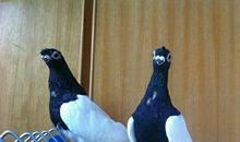 墦间人散後，乌鸟正西东。