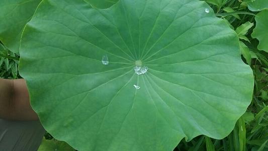 爬珠，摆动
