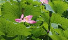 采莲南塘秋，莲花过人头