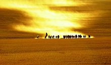 日入群动息，归鸟趋林鸣。