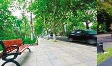 如今，大树下的脚步声_550字