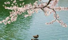 竹外桃花三两枝，春江水暖鸭先知