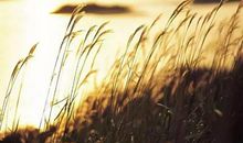 白鸟一双临水立，见人惊起入芦花。