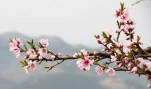 春日载阳，有鸣仓庚。