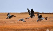 惟有河边雁，秋来南向飞。