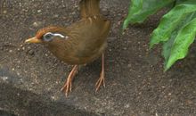 鸟儿的寂寞_500字