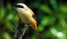 东飞伯劳西飞燕，黄姑织女时相见。