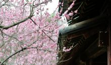 春色将阑，莺声渐老。红英落尽青梅小。