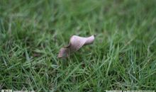 叶子的不同_550字