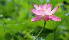 [2015新年心愿]来生_150字